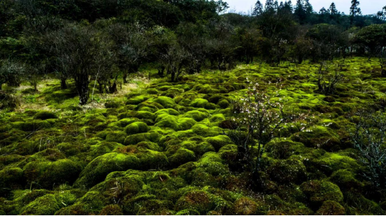 高山苔藓湿地