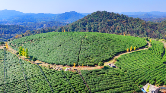 岩口铺镇元安岭茶厂。邵阳日报记者 申兴刚 摄