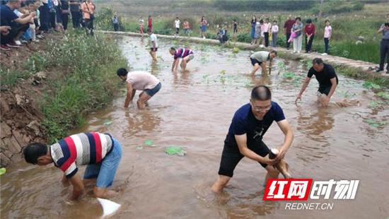 水田捉鱼比赛。