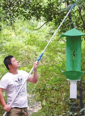 工作人员在悬挂天牛诱捕器