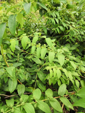 图源：隆回县农业农村局