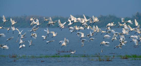 横岭湖上百鸟齐飞的湿地景观