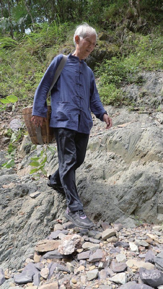 (张志国前往山林考察黄精长势。 湖南日报全媒体记者 王珏 何佳洁 摄)