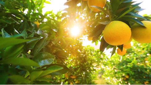 图源：新宁县宣传部