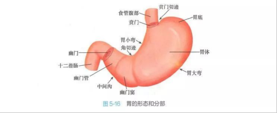 *胃的形态。图源:第9版《系统解剖学》