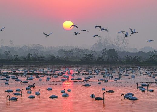 2022年冬天,东古湖湿地栖息的小天鹅。