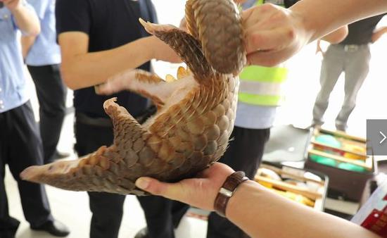 永州一长途客车内藏19只活穿山甲被查