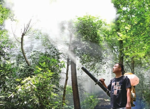 7月9日，长沙市岳麓山风景区，工作人员在喷洒生物药粉