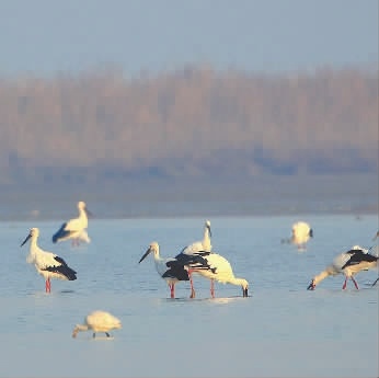 1月5日 东洞庭湖岳阳市白湖水域，觅食的东方白鹳。 姚毅 摄