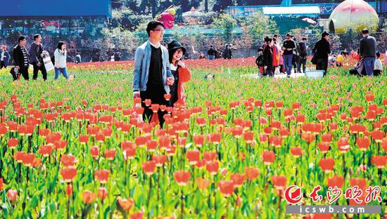 在湖南省森林植物园，人们徜徉在郁金香“花海”，感受春天的美好。长沙晚报记者 周柏平 通讯员 彭炜 摄影报道