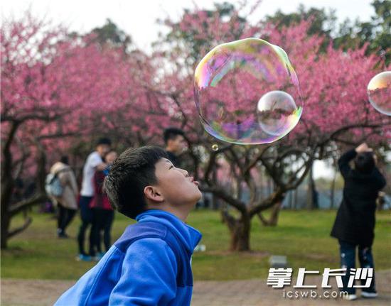 春色满梅园 橘子洲头暗香浮