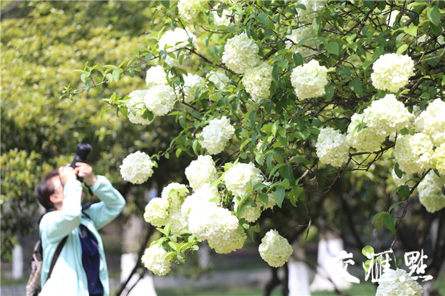 南京午朝门的绣球花盛开 美成一幅画