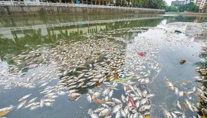 南京一公司发酵渗滤液入塘被多次举报 省市联合调查