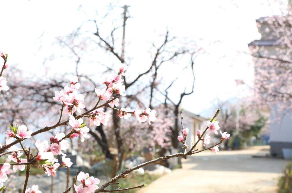 “春如四季”又来了：周三最高28℃，周四气温“大跳水”