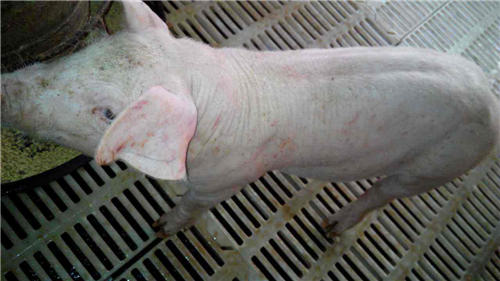 连云港非洲猪瘟疫区14577头生猪已全部扑杀并处理