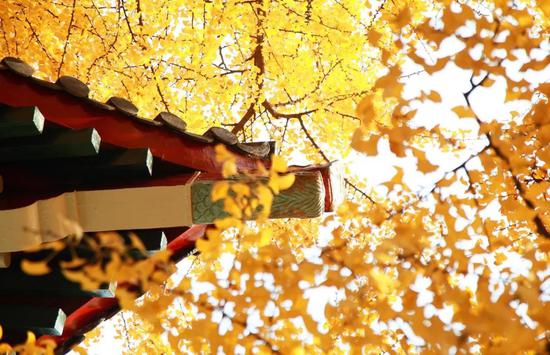 江苏最美高校图鉴 哪一座是你心目中最爱