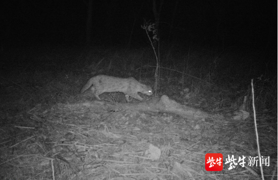 红外相机拍摄的豹猫