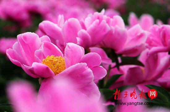 千亩芍药绽放迎客 邂逅粉色“梦幻花海”