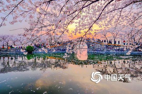 (无锡“长春花漪” 摄影/马志强)
