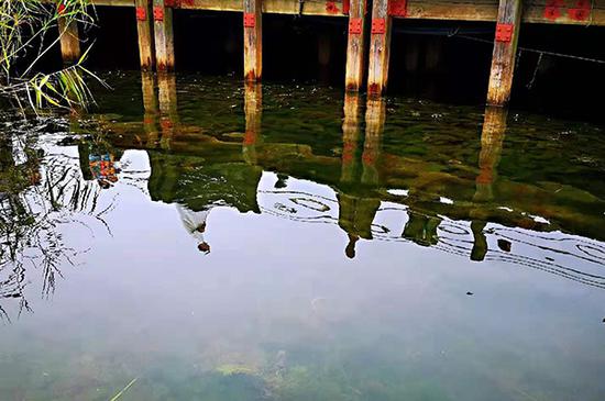 太湖湖滨湿地生态保护成效明显,再现“水草摇曳,鱼翔浅底”景象。 澎湃新闻记者 林平 图