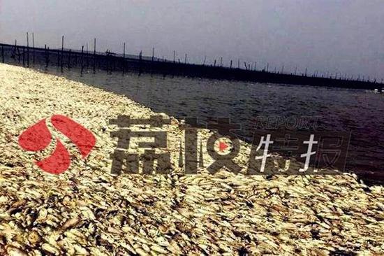 安徽泄洪下游不知情 致江苏泗洪内涝洪泽湖鱼蟹死亡