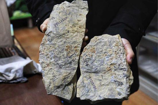 “最古老的花”在南京被发现，芳龄1.74亿岁