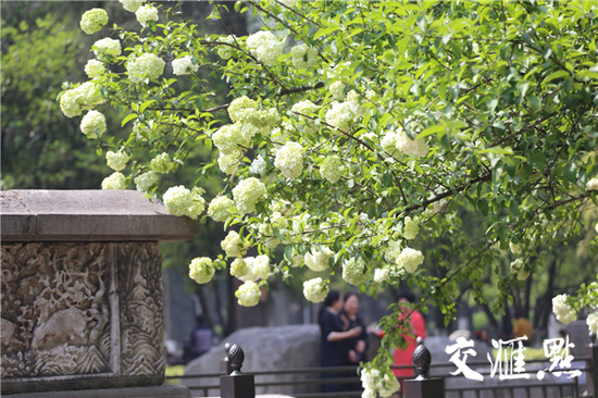 南京午朝门的绣球花盛开 美成一幅画