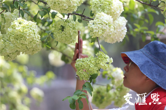 南京午朝门的绣球花盛开 美成一幅画