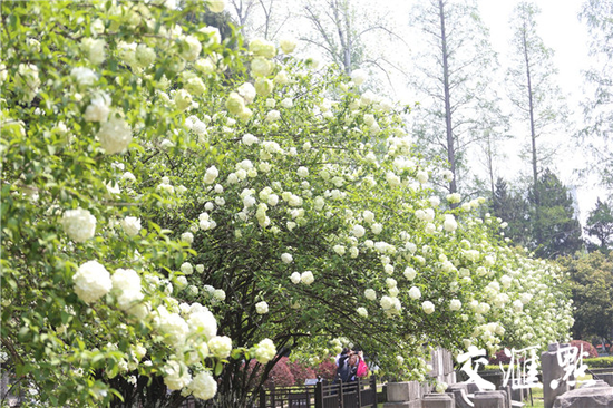 南京午朝门的绣球花盛开 美成一幅画