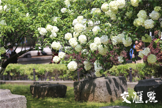 南京午朝门的绣球花盛开 美成一幅画