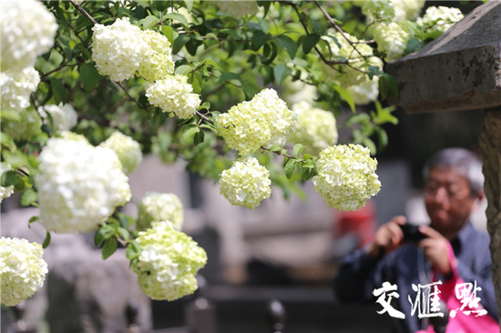 南京午朝门的绣球花盛开 美成一幅画