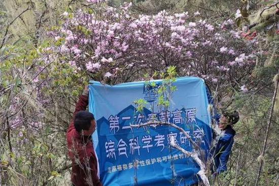@又见奇花！被认为野外灭绝的枯鲁杜鹃重新被发现