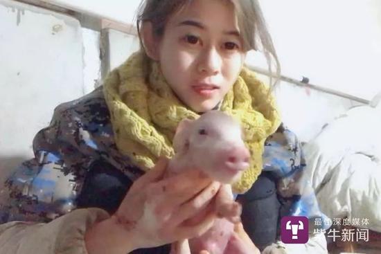 肖芳给猪接生