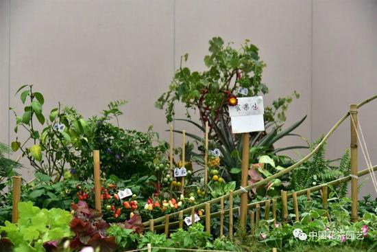▲“花落春犹在” 金陵科技学院