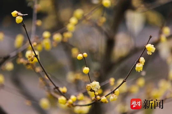 明孝陵景区蜡梅