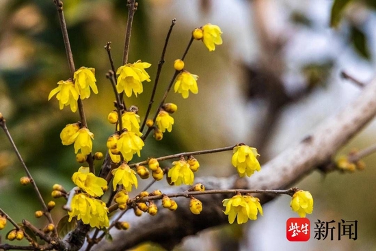 花花“视”界,蜡梅暗香浮动惹人醉