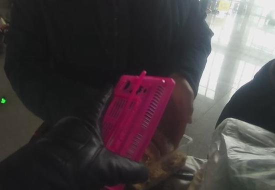 活的不让带就带死的！仓鼠过不了安检，爸爸拎起就摔