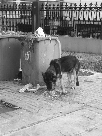 警方回应“警犬被盗案” 当事人：希望公开完整视频