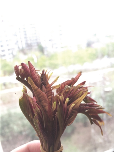 新上市的香椿头。薛玲 摄