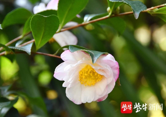 茶梅绽放