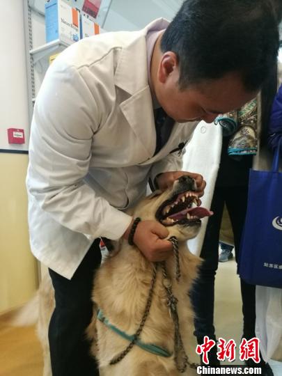 “熊狗子”难辨主人 苏州法院请专家“体检”验真身