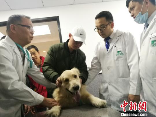 “熊狗子”难辨主人 苏州法院请专家“体检”验真身