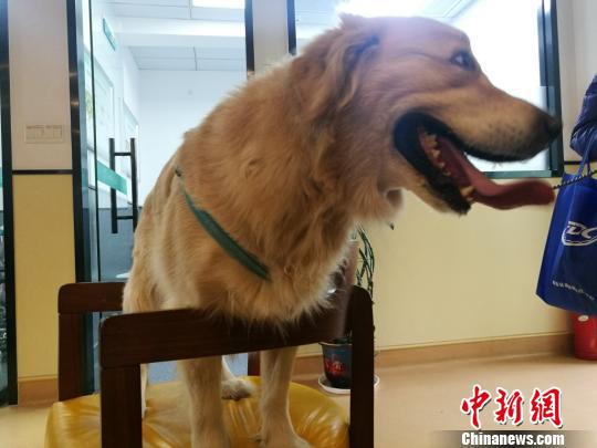 “熊狗子”难辨主人 苏州法院请专家“体检”验真身