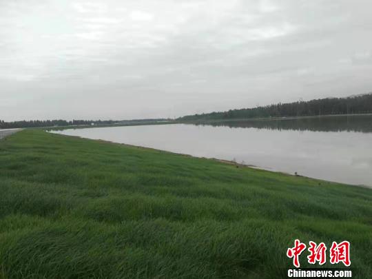 图为月牙泉恢复补水工程周边绿草如茵。 李世珠 摄