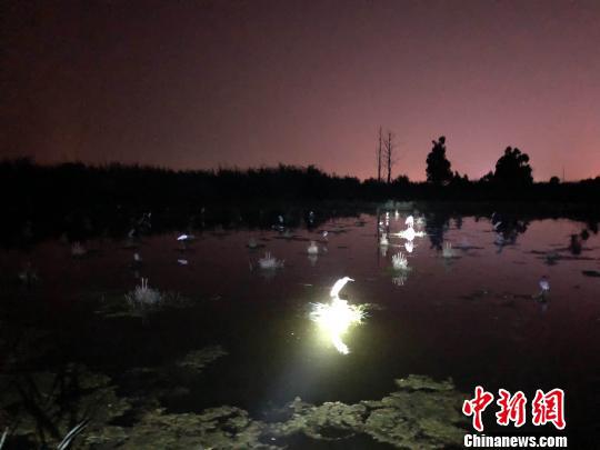百余只水鸟夜困滇池非法捕鸟桩 民警涉水解救