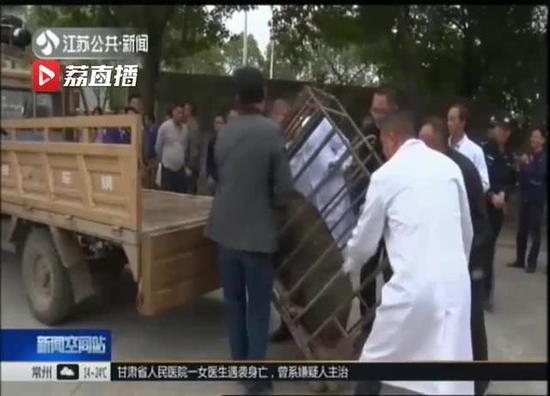 南京野猪主干道上飞奔 50多人围堵2名警察受伤