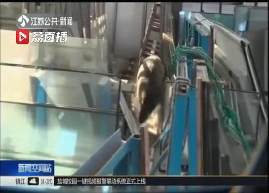 南京野猪主干道上飞奔 50多人围堵2名警察受伤