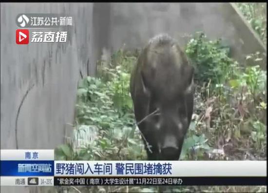 南京野猪主干道上飞奔 50多人围堵2名警察受伤