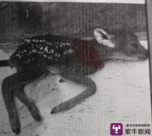 还在喝奶它们就被杀了 只因体内有贪婪者要的“宝”