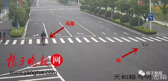 哈士奇将骑车大爷撞骨折后“逃逸” 主人赔3万多